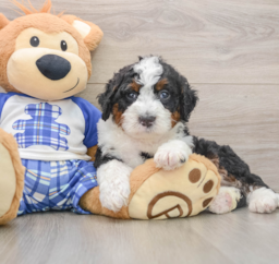 5 week old Mini Bernedoodle Puppy For Sale - Windy City Pups