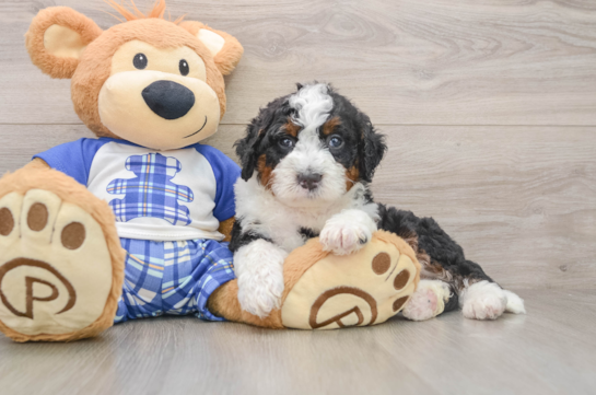Mini Bernedoodle Pup Being Cute