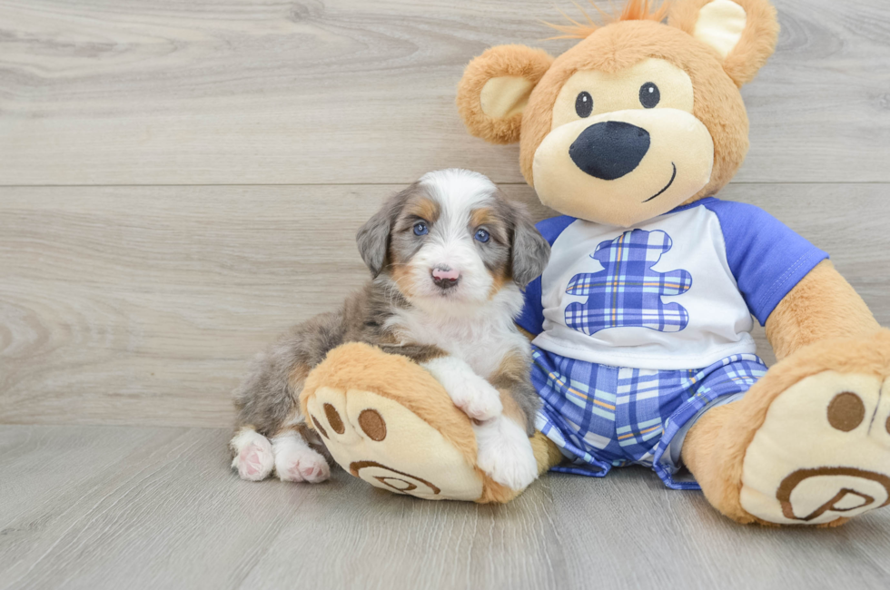 7 week old Mini Bernedoodle Puppy For Sale - Windy City Pups