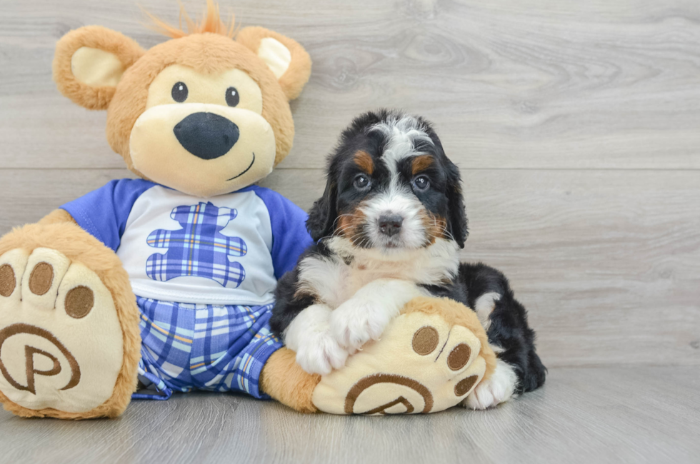 7 week old Mini Bernedoodle Puppy For Sale - Windy City Pups