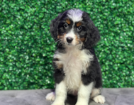 9 week old Mini Bernedoodle Puppy For Sale - Windy City Pups