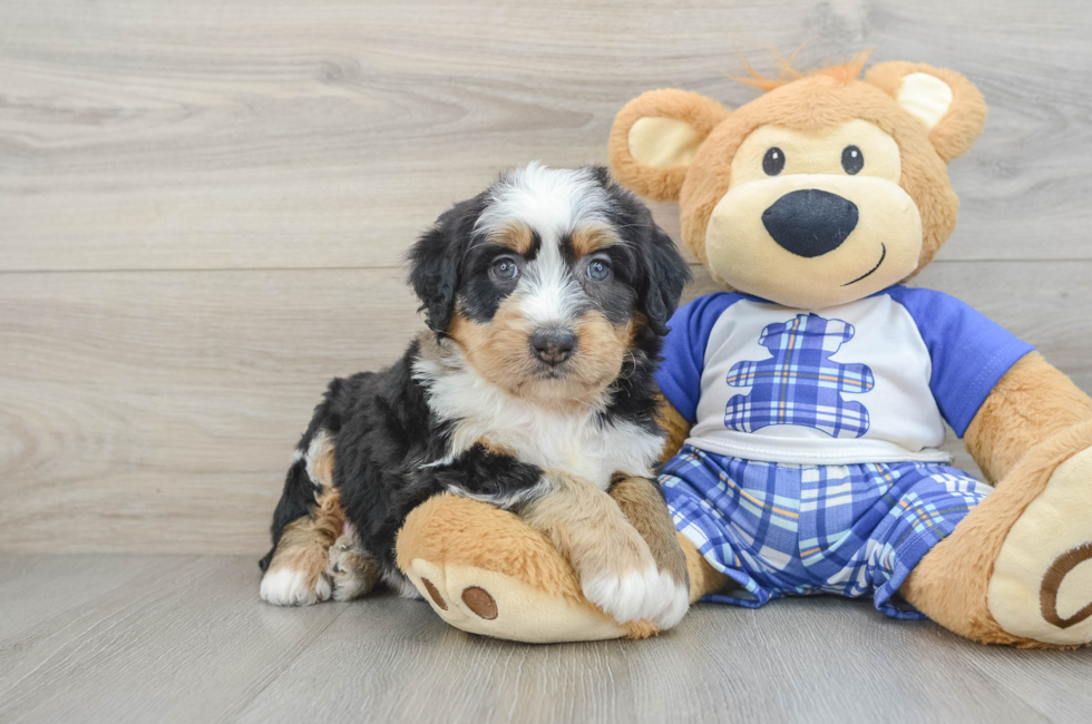 6 week old Mini Bernedoodle Puppy For Sale - Windy City Pups