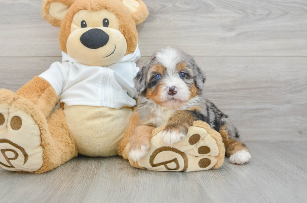 5 week old Mini Bernedoodle Puppy For Sale - Windy City Pups