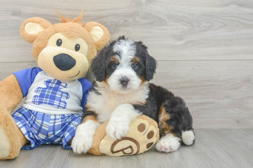6 week old Mini Bernedoodle Puppy For Sale - Windy City Pups