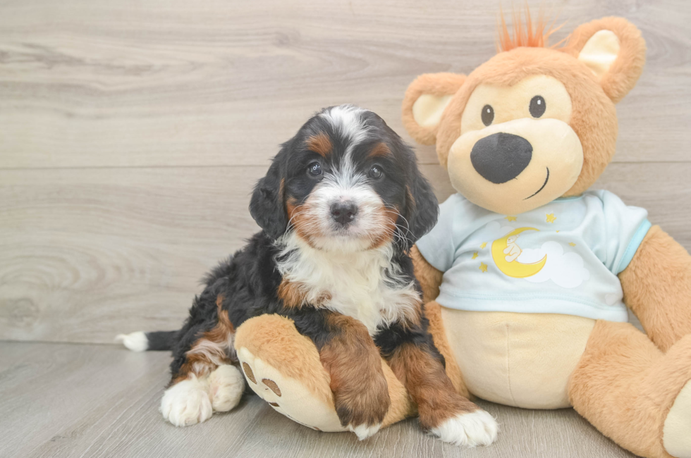 6 week old Mini Bernedoodle Puppy For Sale - Windy City Pups