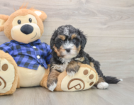 6 week old Mini Bernedoodle Puppy For Sale - Windy City Pups