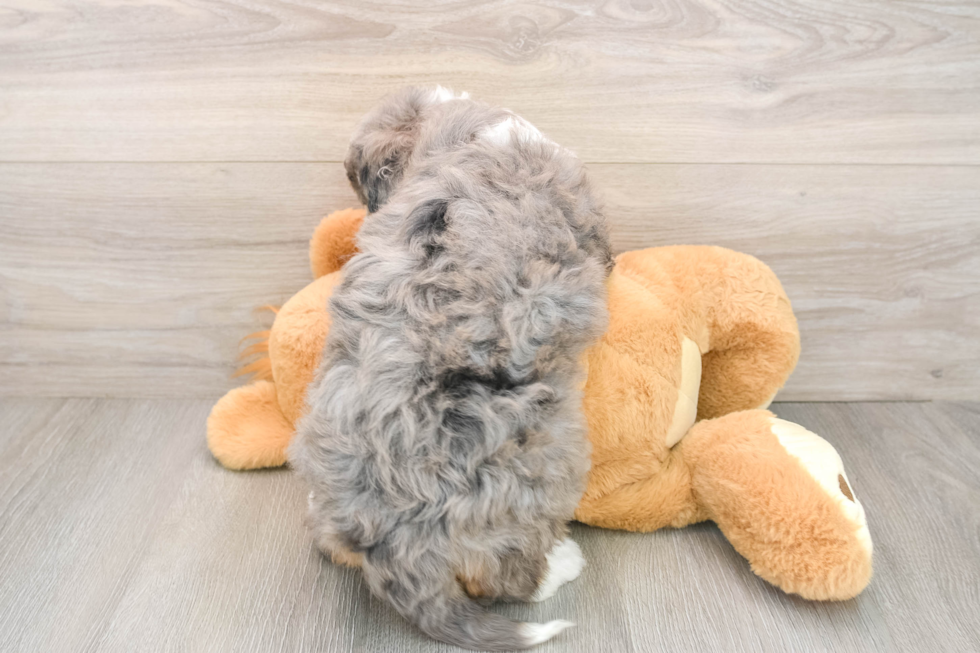 Mini Bernedoodle Puppy for Adoption