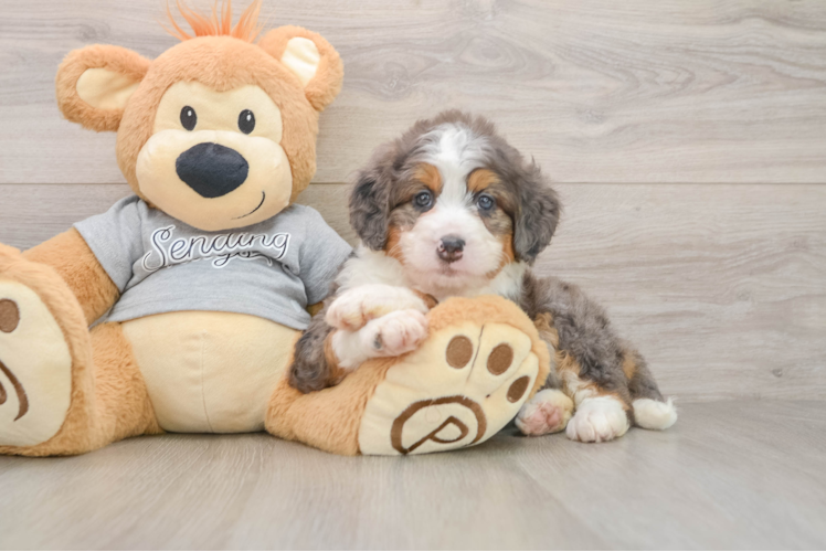 Best Mini Bernedoodle Baby