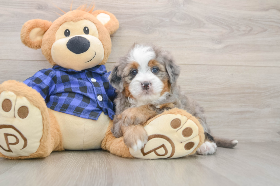 Playful Mini Bernese Poodle Poodle Mix Puppy