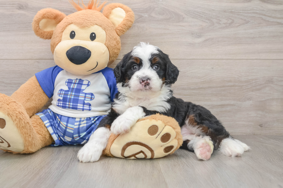Energetic Bernese Doodle Poodle Mix Puppy
