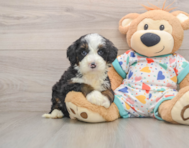 7 week old Mini Bernedoodle Puppy For Sale - Windy City Pups