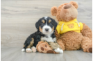 Cute Mini Bernedoodle Baby