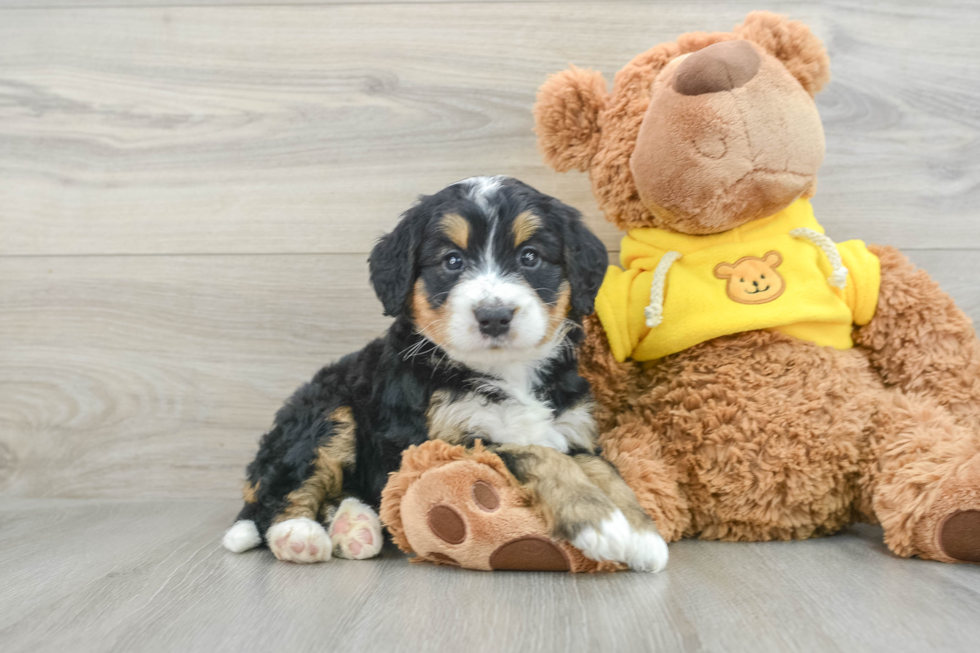 Cute Mini Bernedoodle Baby