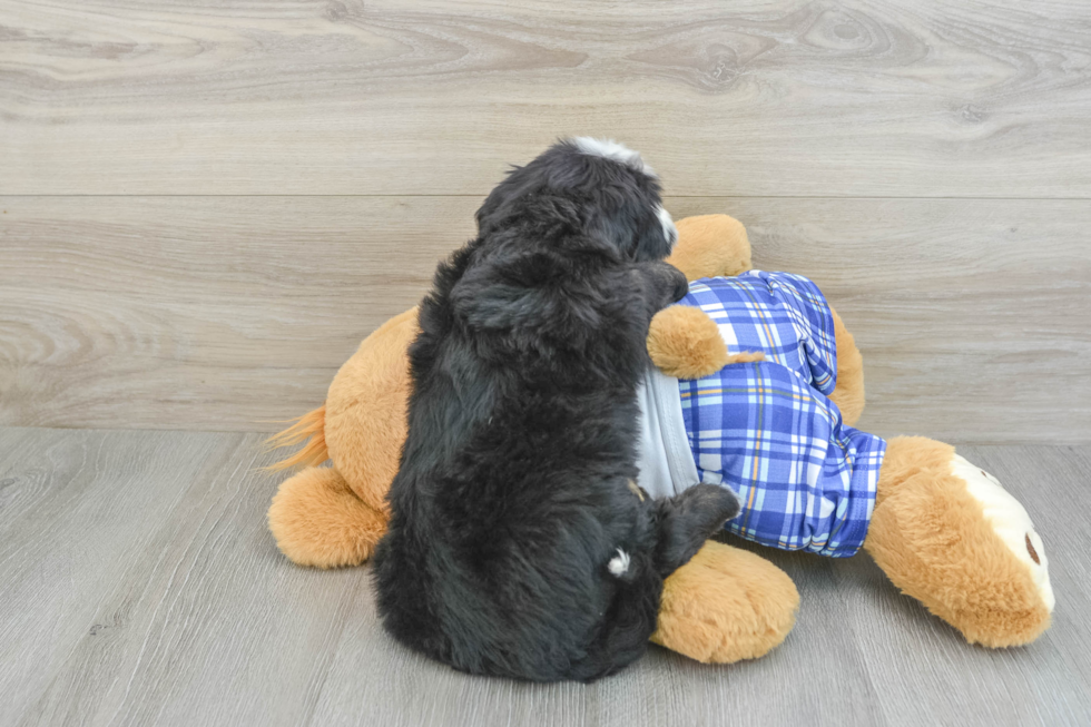 Smart Mini Bernedoodle Poodle Mix Pup