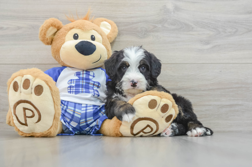 7 week old Mini Bernedoodle Puppy For Sale - Windy City Pups