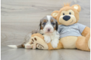 Happy Mini Bernedoodle Baby