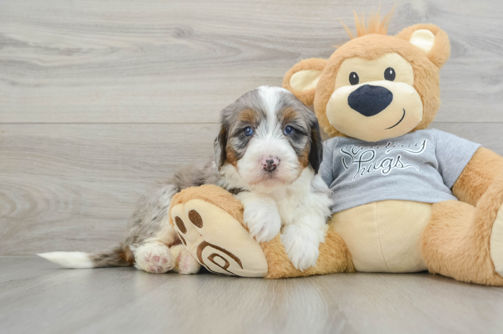 5 week old Mini Bernedoodle Puppy For Sale - Windy City Pups