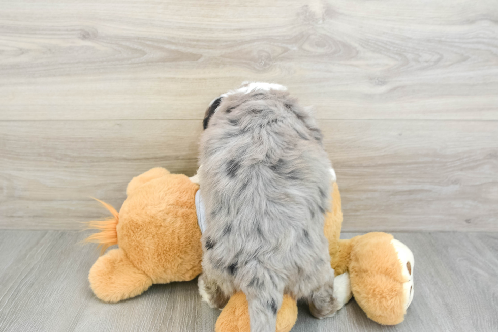 Mini Bernedoodle Pup Being Cute