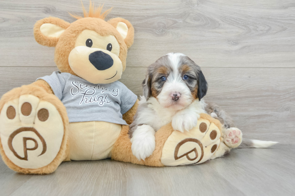 Hypoallergenic Mini Bernesepoo Poodle Mix Puppy