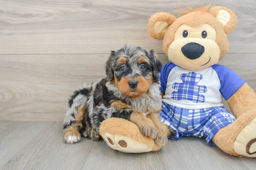 6 week old Mini Bernedoodle Puppy For Sale - Windy City Pups