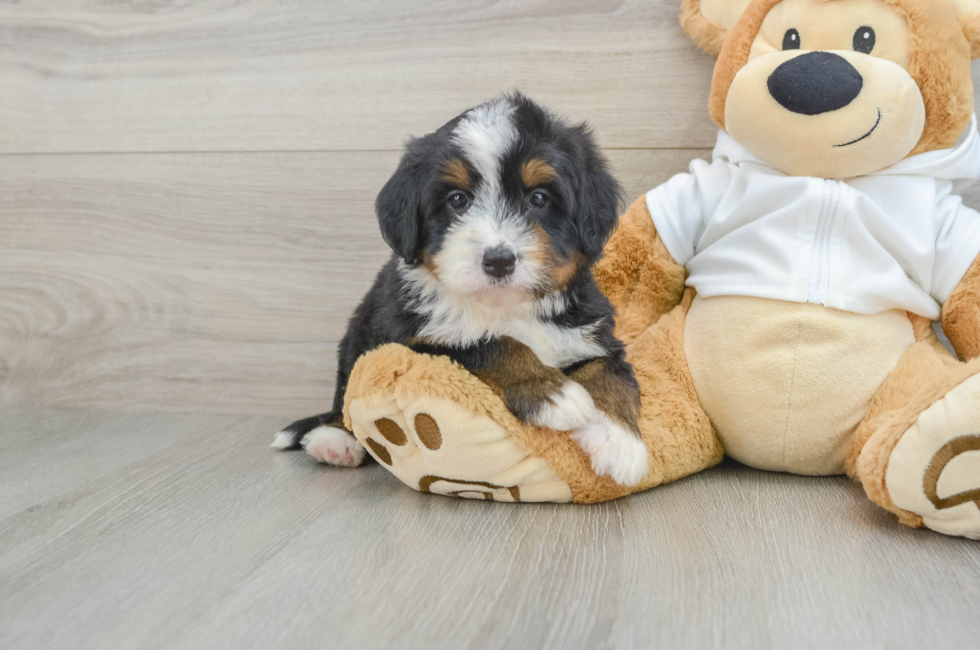 5 week old Mini Bernedoodle Puppy For Sale - Windy City Pups