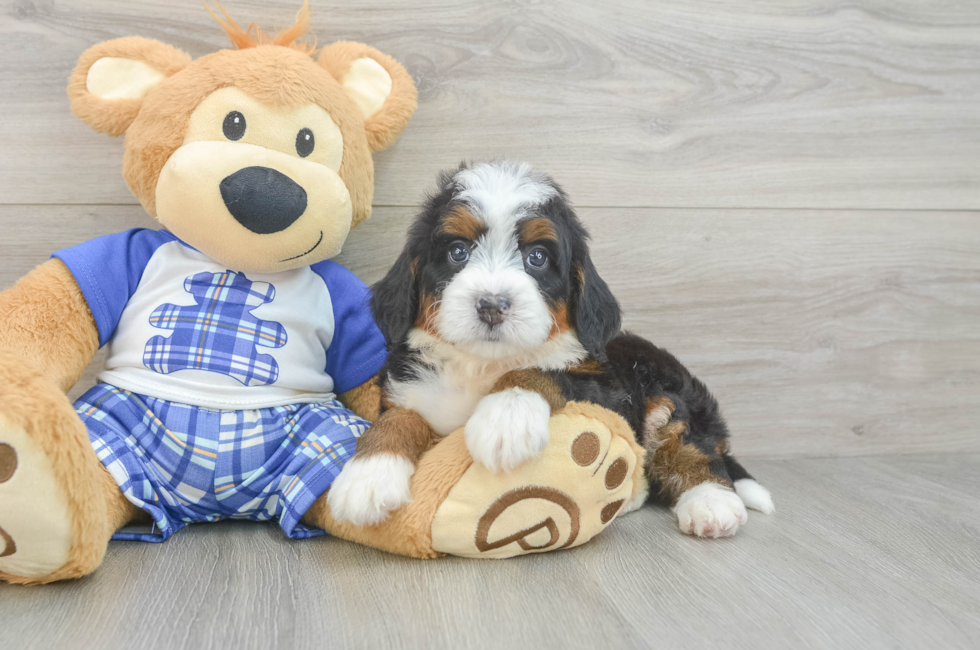 6 week old Mini Bernedoodle Puppy For Sale - Windy City Pups