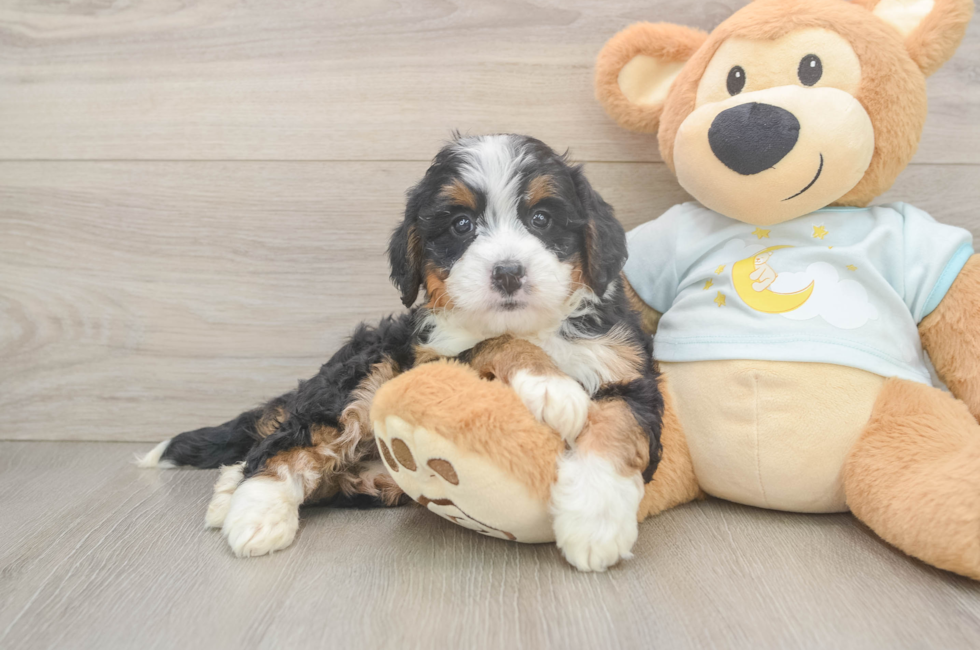 6 week old Mini Bernedoodle Puppy For Sale - Windy City Pups