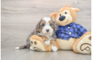 Mini Bernedoodle Puppy for Adoption