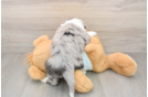Petite Mini Bernedoodle Poodle Mix Pup
