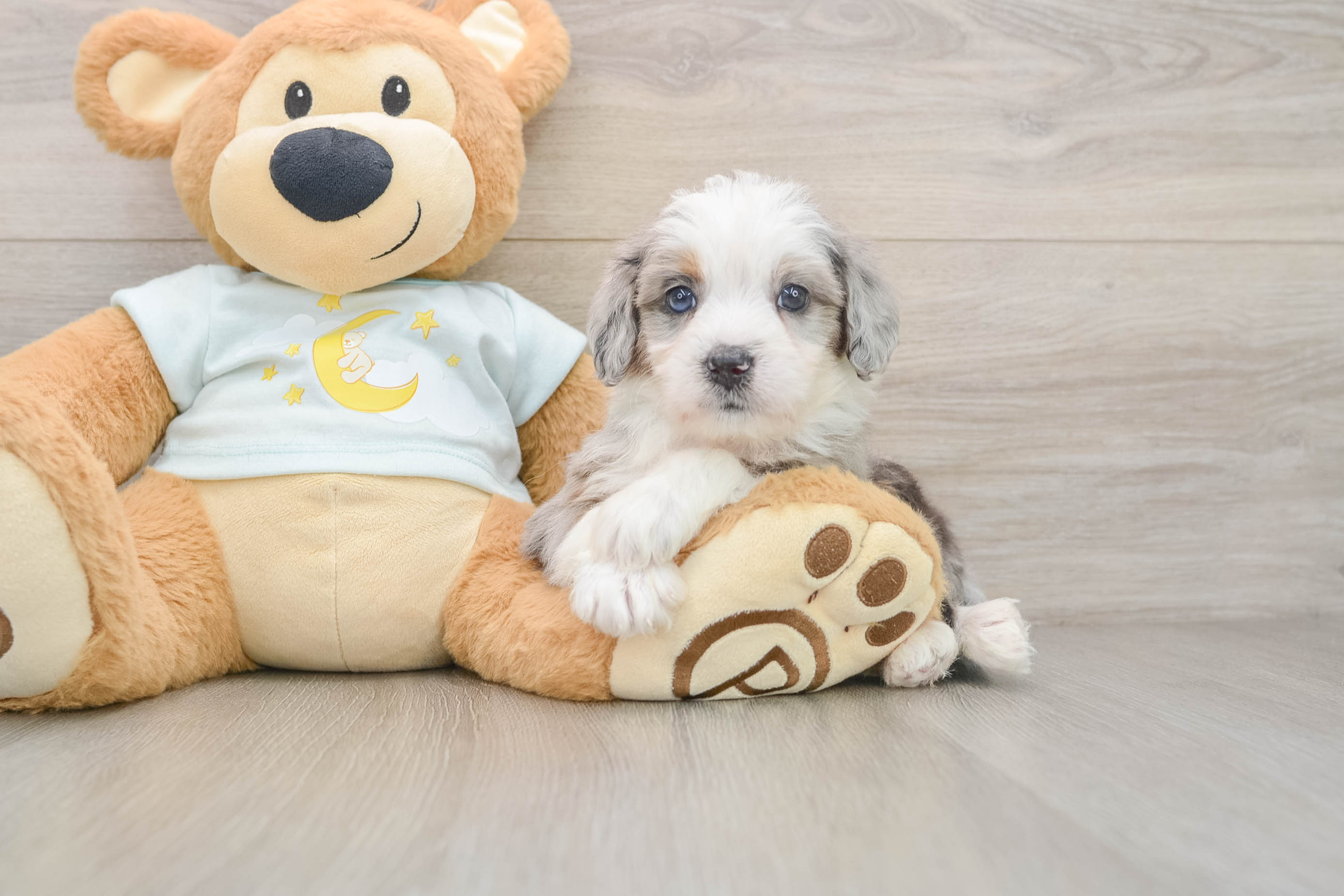 Mini Bernedoodle Puppy for Adoption