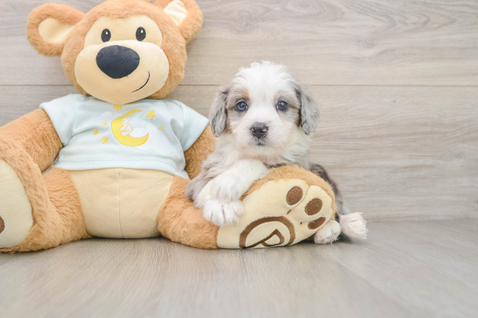 Mini Bernedoodle Puppy for Adoption