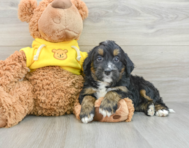 9 week old Mini Bernedoodle Puppy For Sale - Windy City Pups