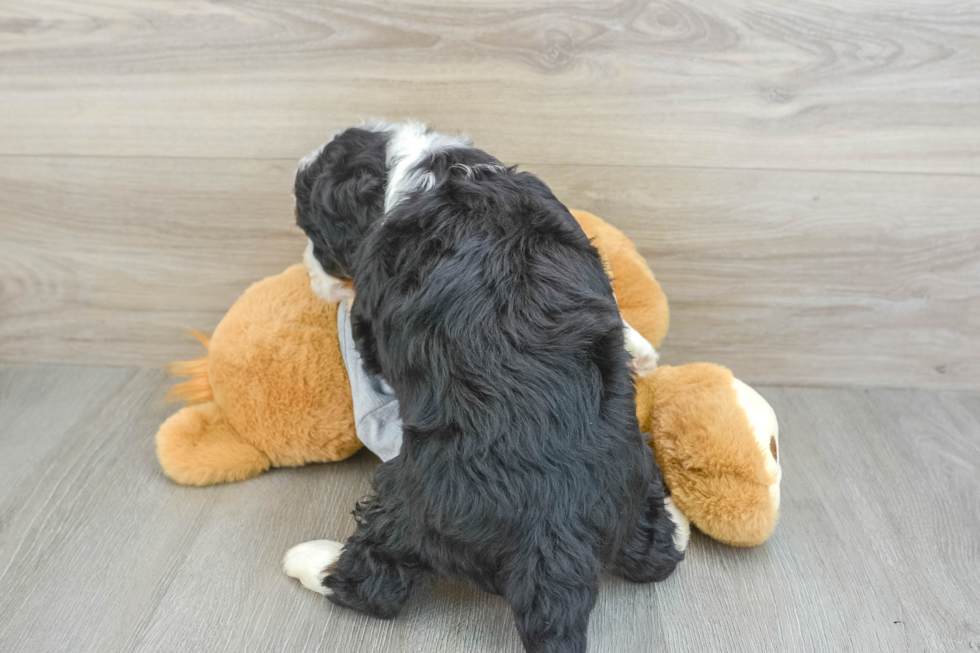 Mini Bernedoodle Puppy for Adoption