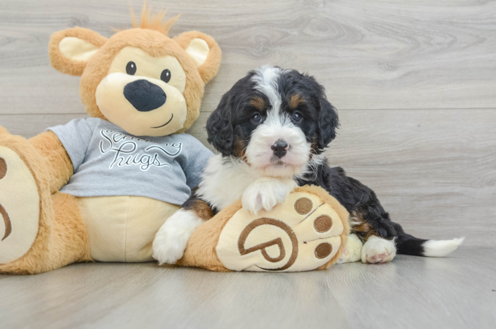 5 week old Mini Bernedoodle Puppy For Sale - Windy City Pups