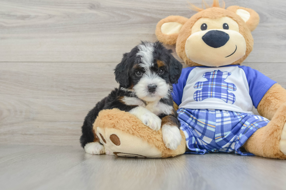 7 week old Mini Bernedoodle Puppy For Sale - Windy City Pups