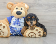 7 week old Mini Bernedoodle Puppy For Sale - Windy City Pups