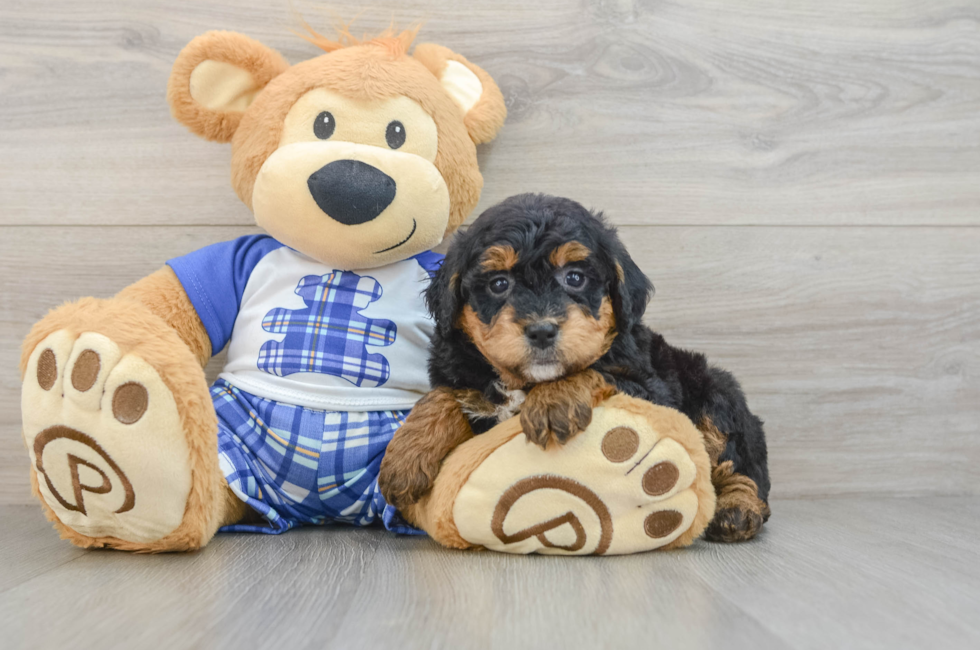 6 week old Mini Bernedoodle Puppy For Sale - Windy City Pups