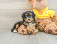 6 week old Mini Bernedoodle Puppy For Sale - Windy City Pups