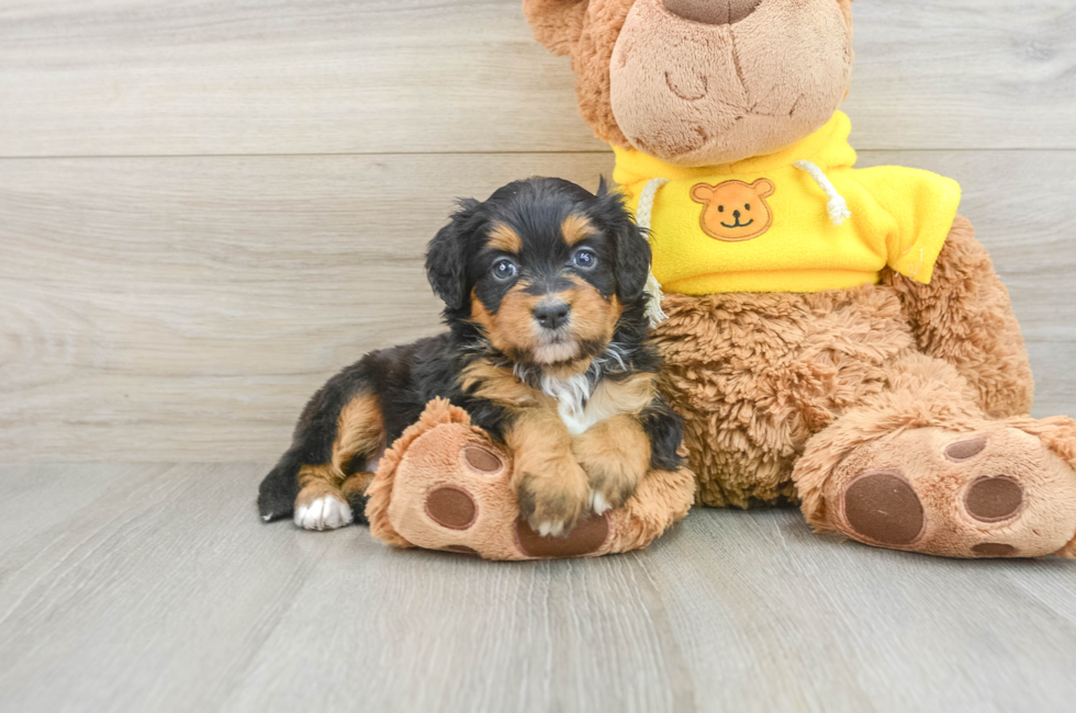 6 week old Mini Bernedoodle Puppy For Sale - Windy City Pups