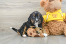 Mini Bernedoodle Puppy for Adoption