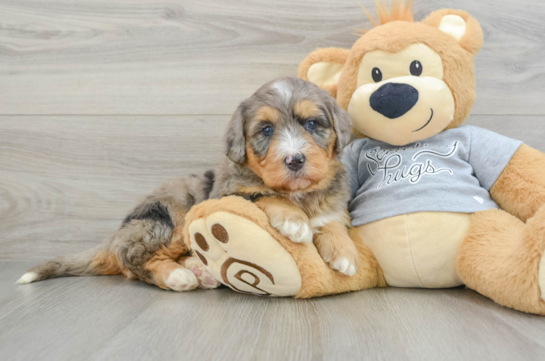 Funny Mini Bernedoodle Poodle Mix Pup