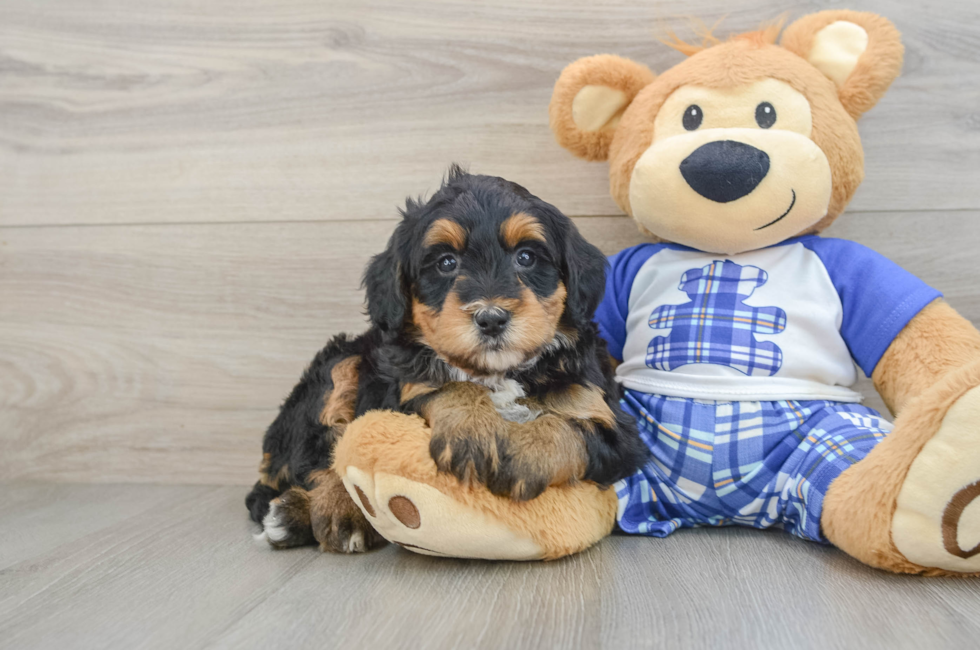 6 week old Mini Bernedoodle Puppy For Sale - Windy City Pups