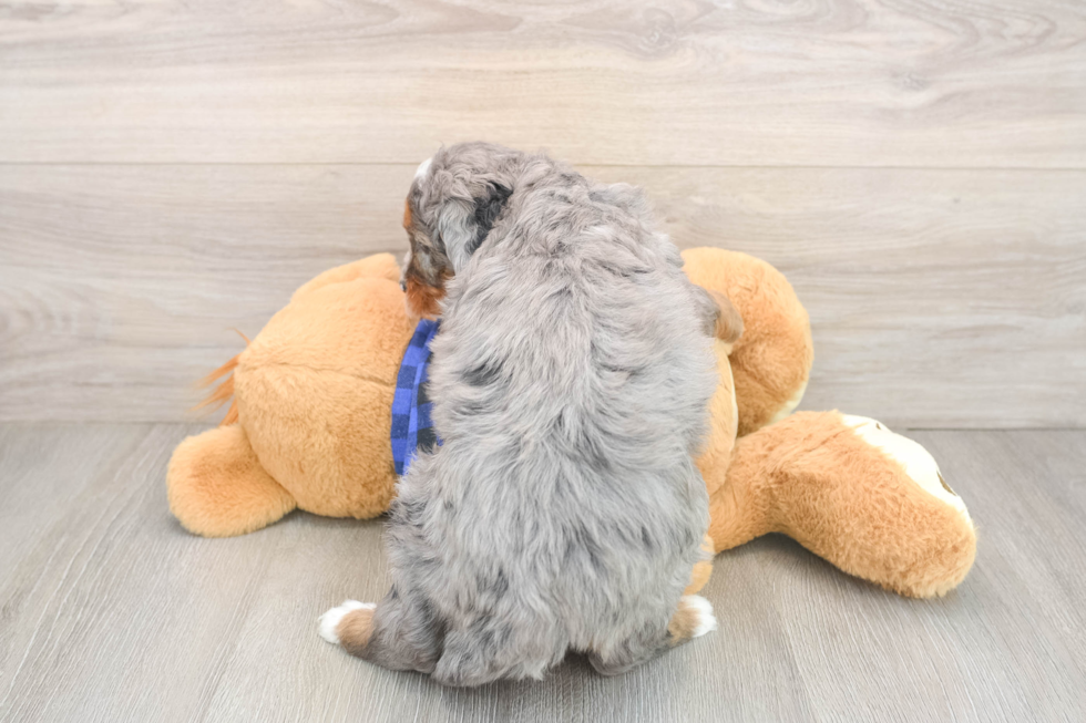 Popular Mini Bernedoodle Poodle Mix Pup