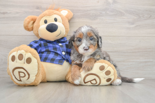 Mini Bernedoodle Puppy for Adoption