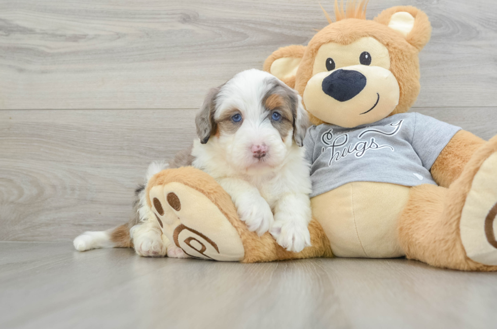 5 week old Mini Bernedoodle Puppy For Sale - Windy City Pups