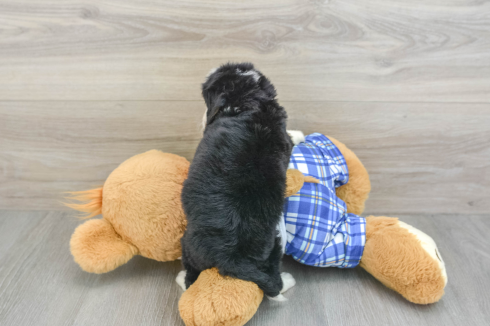 Best Mini Bernedoodle Baby