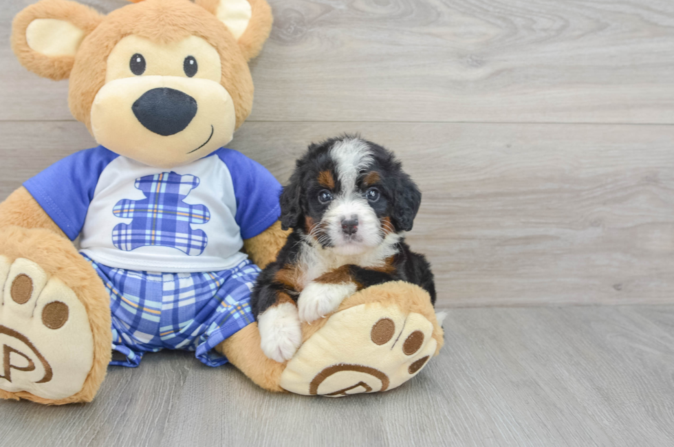 7 week old Mini Bernedoodle Puppy For Sale - Windy City Pups