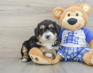 7 week old Mini Bernedoodle Puppy For Sale - Windy City Pups