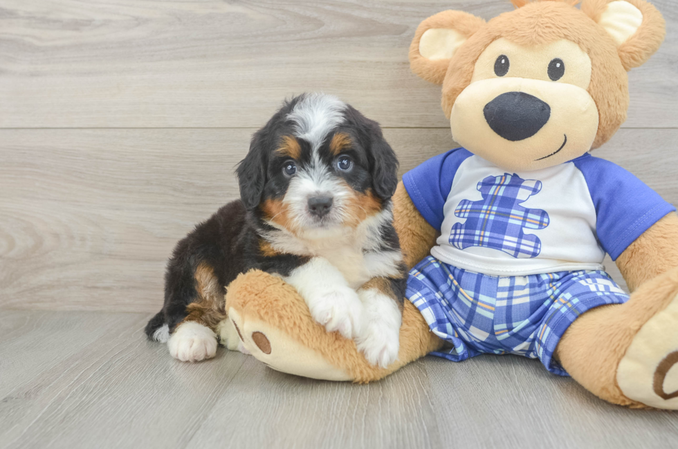 6 week old Mini Bernedoodle Puppy For Sale - Windy City Pups