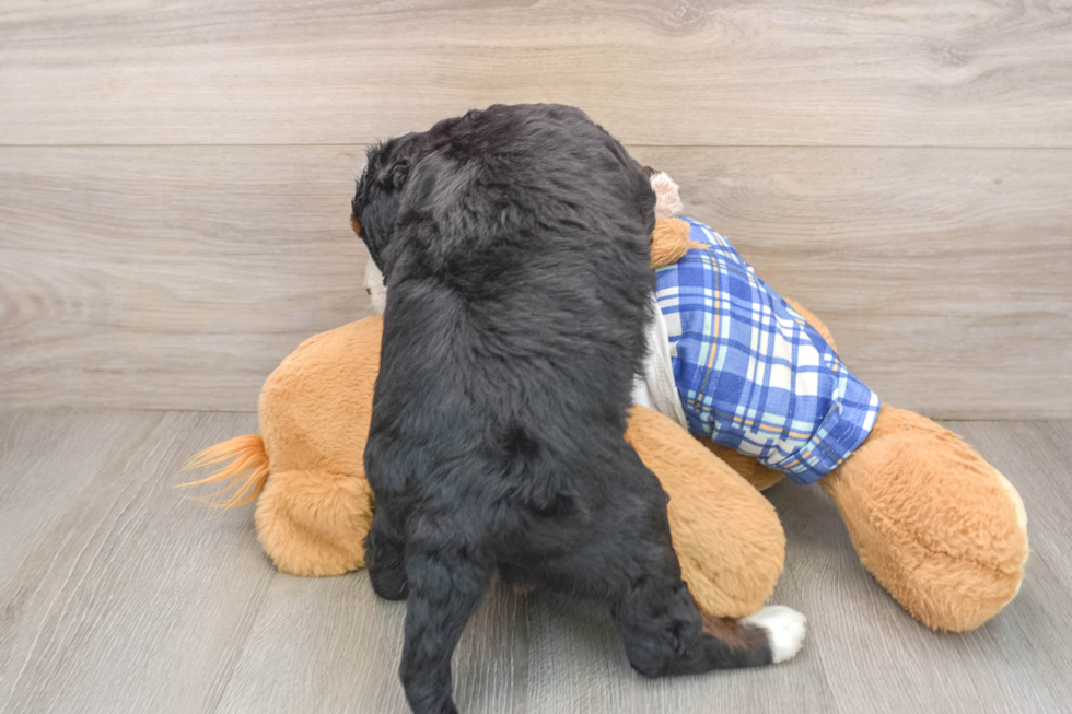 Best Mini Bernedoodle Baby